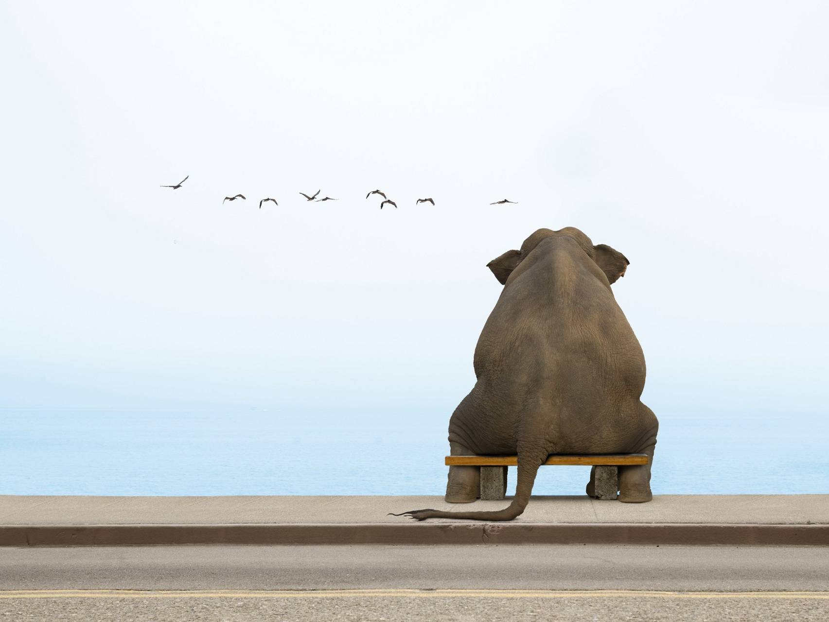 elephant sitting on a bench looking contemplative